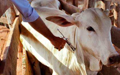 Produtores rurais devem vacinar contra a aftosa até o dia 30
