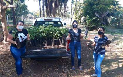 Secretaria de Meio Ambiente de Birigui recebe 500 mudas de Ipê