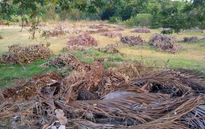 Área no Nova Iorque acumula galhos de árvores