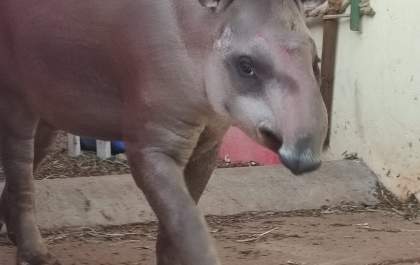 Animal silvestre se recupera no HV da FEA