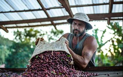 Maior produtor de café do mundo: Brasil possui 12 indicações geográficas do grão