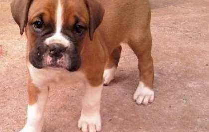Mulher procura cão desaparecido que estaria com casal em situação de rua