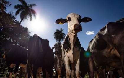OIE reconhece seis Estados como livres de aftosa sem vacinação