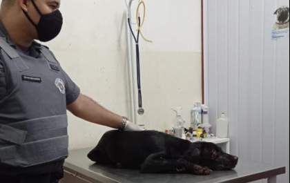 Homem é preso após usar foice para mutilar cão