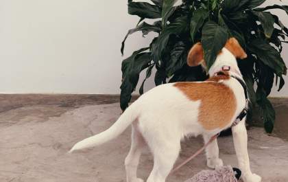 Como escolher as plantas certas para a casa sem prejudicar os pets?