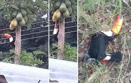Homem mata três tucanos e revolta moradores