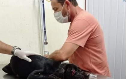 Acusado de mutilar cão com foice é multado em R$ 3 mil