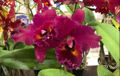 Casa do Artesão sediará Feira de Orquídeas nesta sexta-feira e sábado (25 e 26)