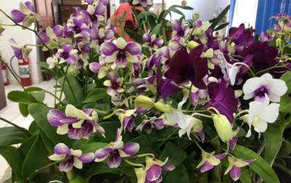 Casa do artesão recebe Exposição de Orquídeas e Rosas do deserto