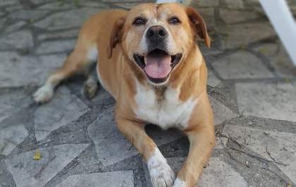 Sabia que os pets podem ser doadores de sangue?