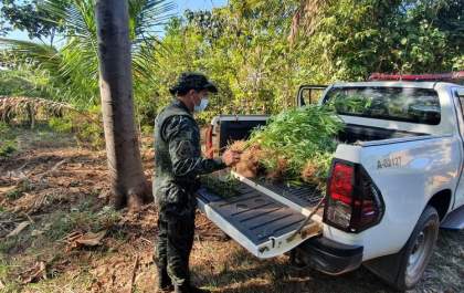 Polícia encontra 98 pés de maconha em lote de assentamento em Araçatuba