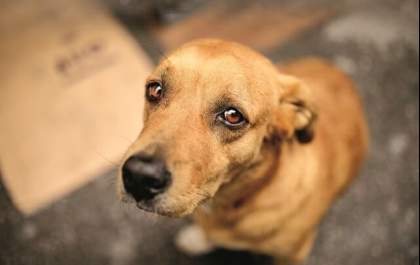 Réus acusados por maus tratos de 40 cães devem arcar com as despesas mensais de abrigo provisório