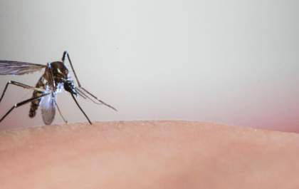 Três Lagoas já registrou mais de 1,5 mil casos de dengue e 6 de leishmaniose