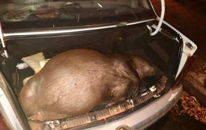 Cinco amigos detidos com duas capivaras mortas em caça ilegal