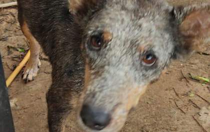 Primeira punição por maus tratos a animais em Andradina teve até uso de drone