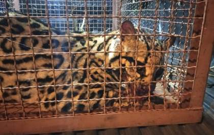 Polícia Militar Ambiental de Anaurilândia resgata jaguatirica atropelada