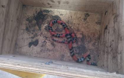 PMA captura serpente da espécie coral em residência de condomínio em Três Lagoas
