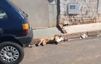 Pit bull é morto com tiro após atacar 3 pessoas em Luiziânia