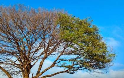 Final de semana que antecede a chegada oficial do inverno, será de tempo firme e temperaturas amenas