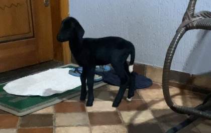 Moradora de TL procura por cabritinha de estimação que está desaparecida