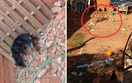 Cachorro morre depois de 15 dias abandonado em quintal