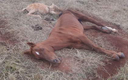 PMA autua homem em R$ 6 mil por deixar égua e filhote doentes ao relento causando a morte dos bichos