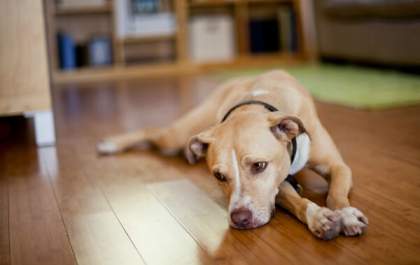 Cães tem autismo? - Quem esclarece o assunto é o médico veterinário Fábio Nogueira