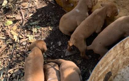 Seguidora faz apelo para salvar filhotes de cachorro