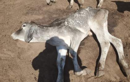 Pecuarista é multado em R$ 900 mil por maus tratos a gado