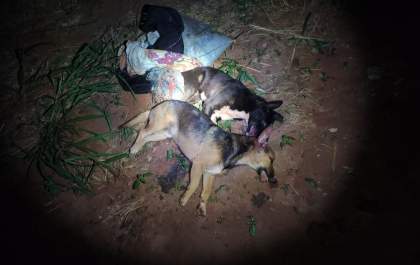 Homem é multado por matar dois cães a pauladas