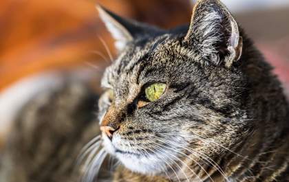 Aplicativo ajuda a cuidar melhor da saúde do pet com diabetes