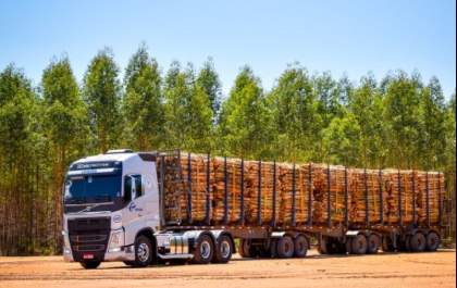 EMEX Brasil: setor florestal representou 23% das exportações do MS entre janeiro e maio