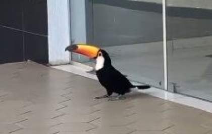 Tucano ‘perdido’ chama a atenção na avenida João Arruda Brasil
