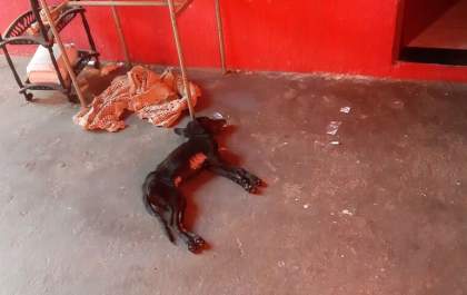 Cão morre de hipotermia na madrugada e tutores são presos pelo crime