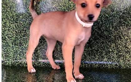 Animais para adoção podem ser conferidos no site da Prefeitura de Araçatuba