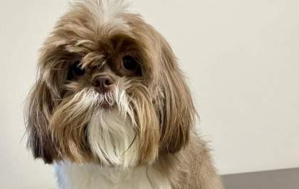 Família procura cachorro desaparecido. Você pode ajudar a encontrar o Túlio?