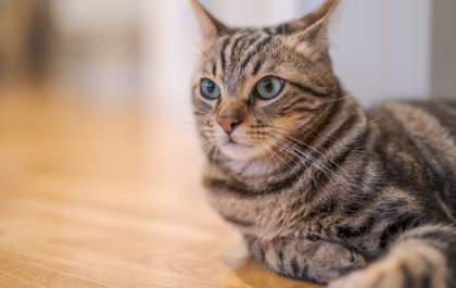 Dia Internacional do Gato é comemorado neste mês de agosto