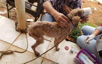Homem é preso por maus-tratos a animais em Valparaíso