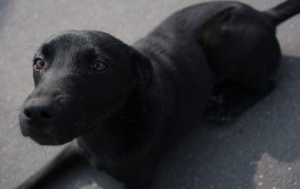 Cão labrador perde visão de um olho após receber ‘paulada’