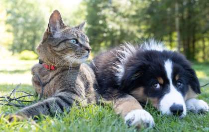 Proteja os pets de alergias e doenças de pele