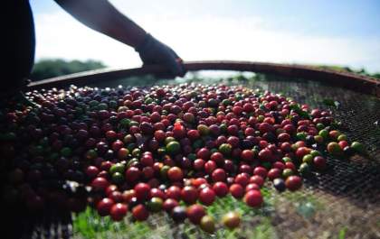 Quebra da safra e exportações devem elevar o preço do café em até 40%