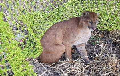 Polícia Ambiental resgata onça-parda ferida em rodovia