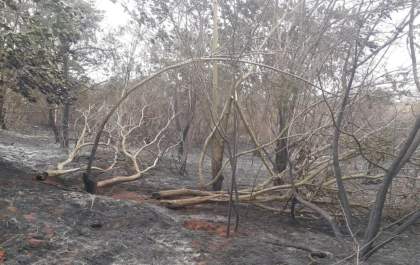 Fazenda com cana é autuada em mais de R$ 590 mil por queimada