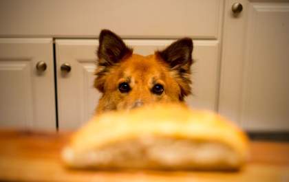 Os perigos da alimentação imprópria para os pets