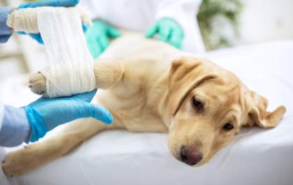 Pet idoso: veterinário Fábio Nogueira fala sobre a importância da geriatria veterinária