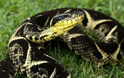 Substância em veneno de cobra jararacuçu pode inibir avanço da covid