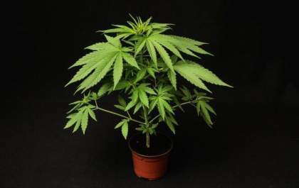 PM apreende pés de maconha com adolescente de 14 anos em Birigui