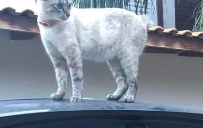 Onde estará a gatinha Amora?