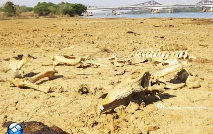 Sem chuva, a seca engole o Rio Paraná e muda a paisagem às margens da Usina de Jupiá