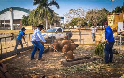 Meio Ambiente realiza manejo de 42 capivaras para o Parque do Pombo